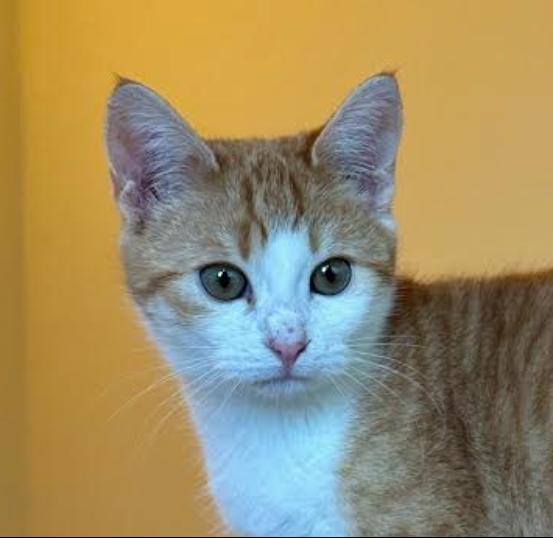 Fluffy (in Bulgarien) – Katze Europäisch Kurzhaar sucht ein Zuhause in Dobrich