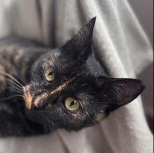 Molly (in Bulgarien), Einzelhaltung möglich – Katze Europäisch Kurzhaar sucht ein Zuhause in Dobrich