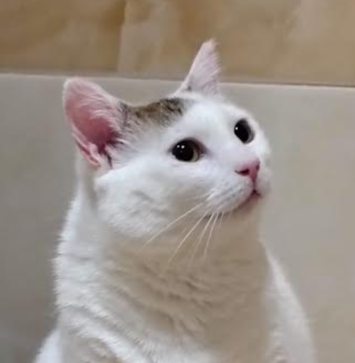 supernette Linda sucht ein Zuhause – Katze Europäisch Kurzhaar sucht ein Zuhause in Dobrich