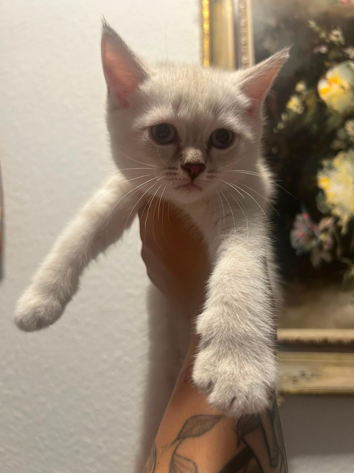 BKH Britisch Kurzhaar Siam Mix Kitten Katzen – Katze sucht ein Zuhause in Wiesbaden