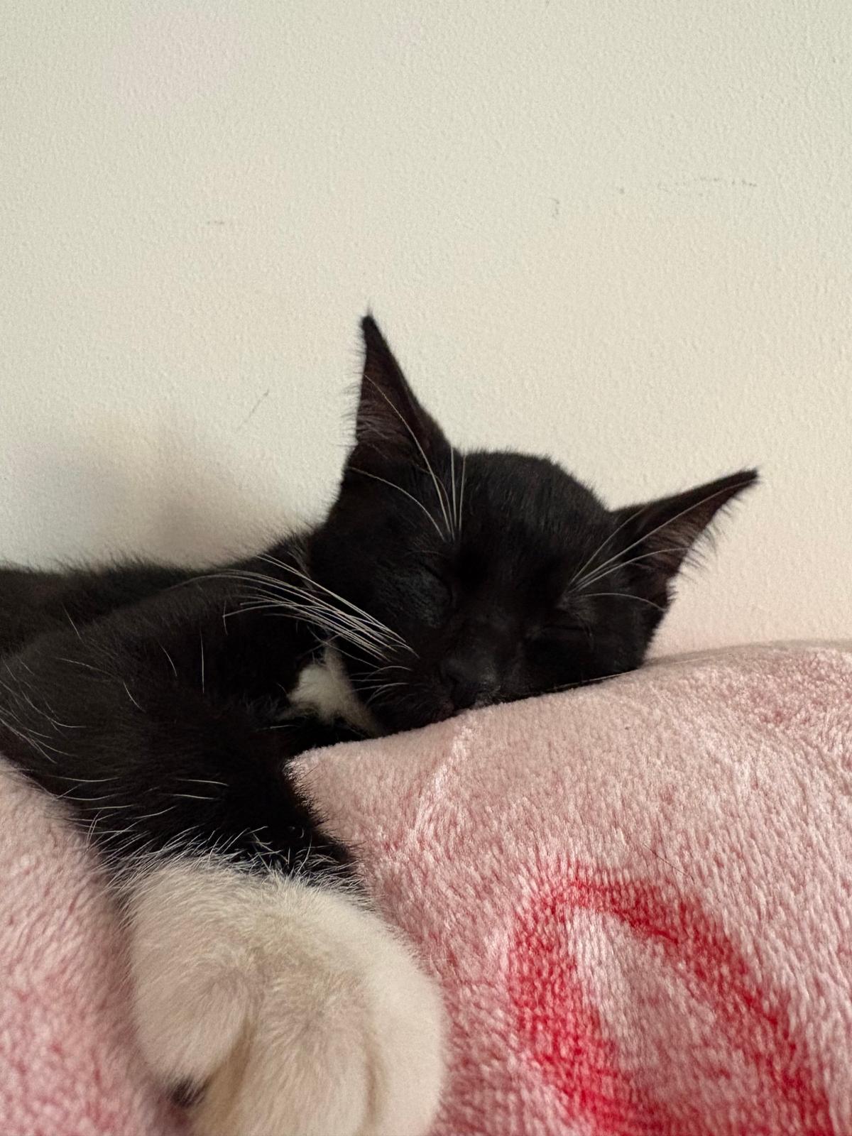 Katzen abzugeben – Katze Europäisch Kurzhaar sucht ein Zuhause in titz