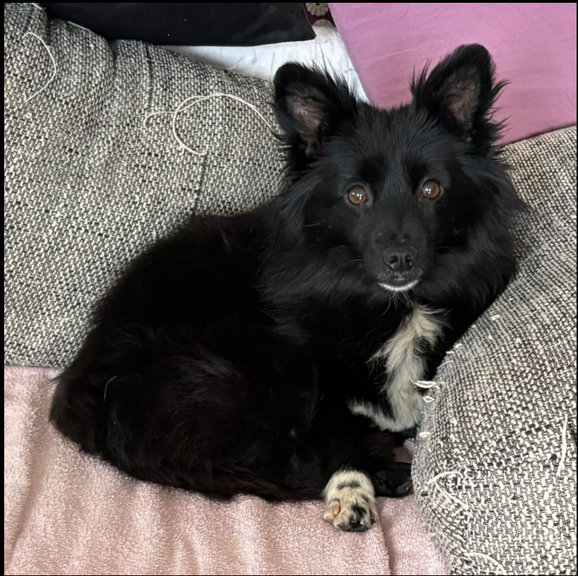 Die verschmuste Kathy sucht ihr für Immer Zuhause – Hund Mischling sucht ein Zuhause in Östringen