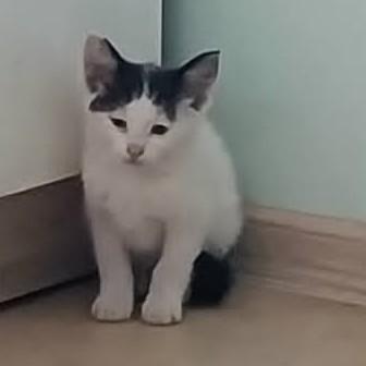 Leo   – Katze Hauskatze (Mischling) sucht ein Zuhause in Bulgarien