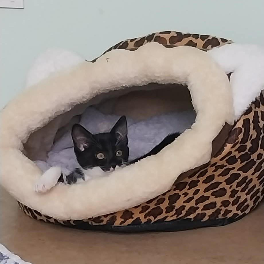 Lotte – Katze Hauskatze (Mischling) sucht ein Zuhause in Bulgarien