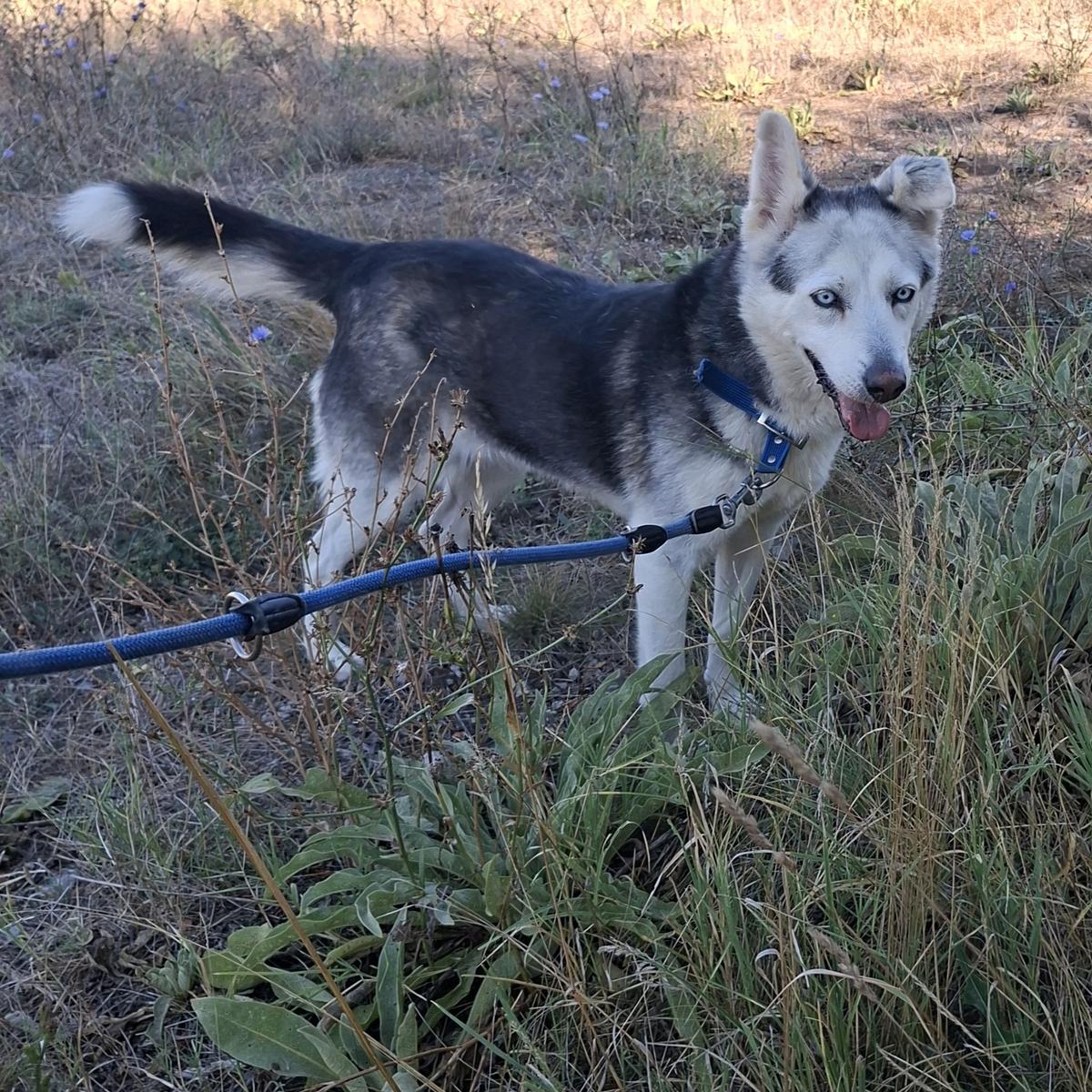 Sarah – Hund Siberian Husky sucht ein Zuhause in Bulgarien