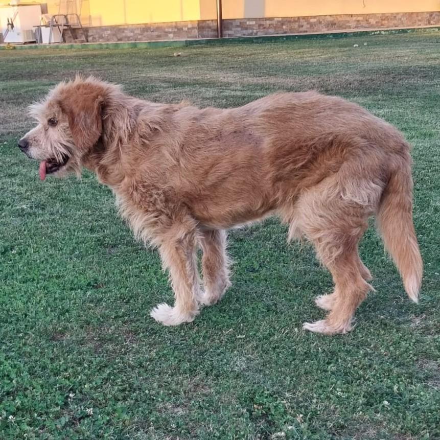 Barry – Hund Mischling sucht ein Zuhause in Neu Anspach