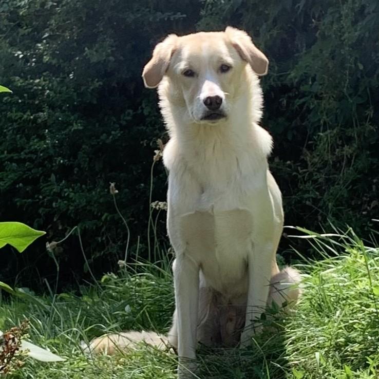 Paco  – Hund Mischling sucht ein Zuhause in Frankenberg