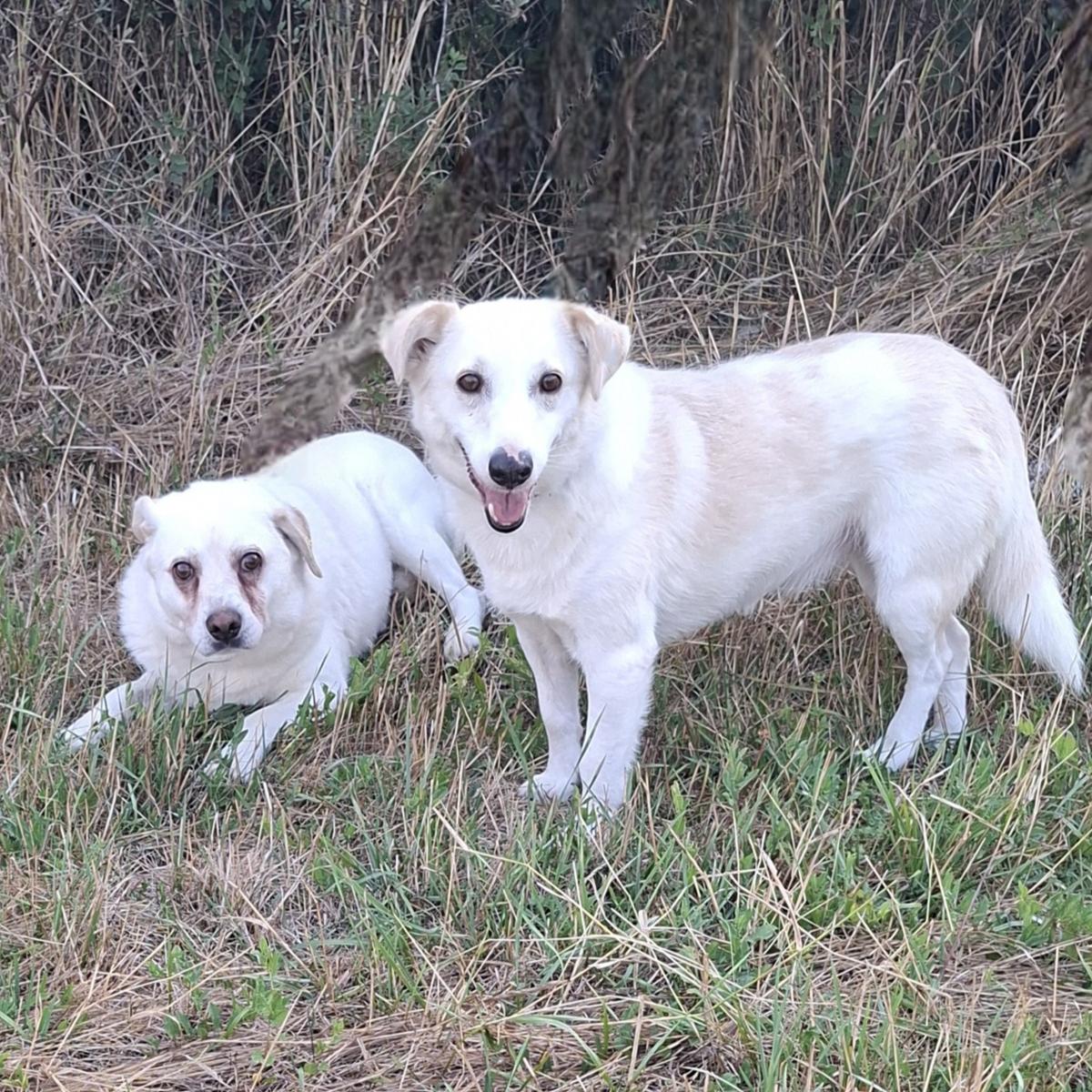 Marona  – Hund Mischling sucht ein Zuhause in Bulgarien