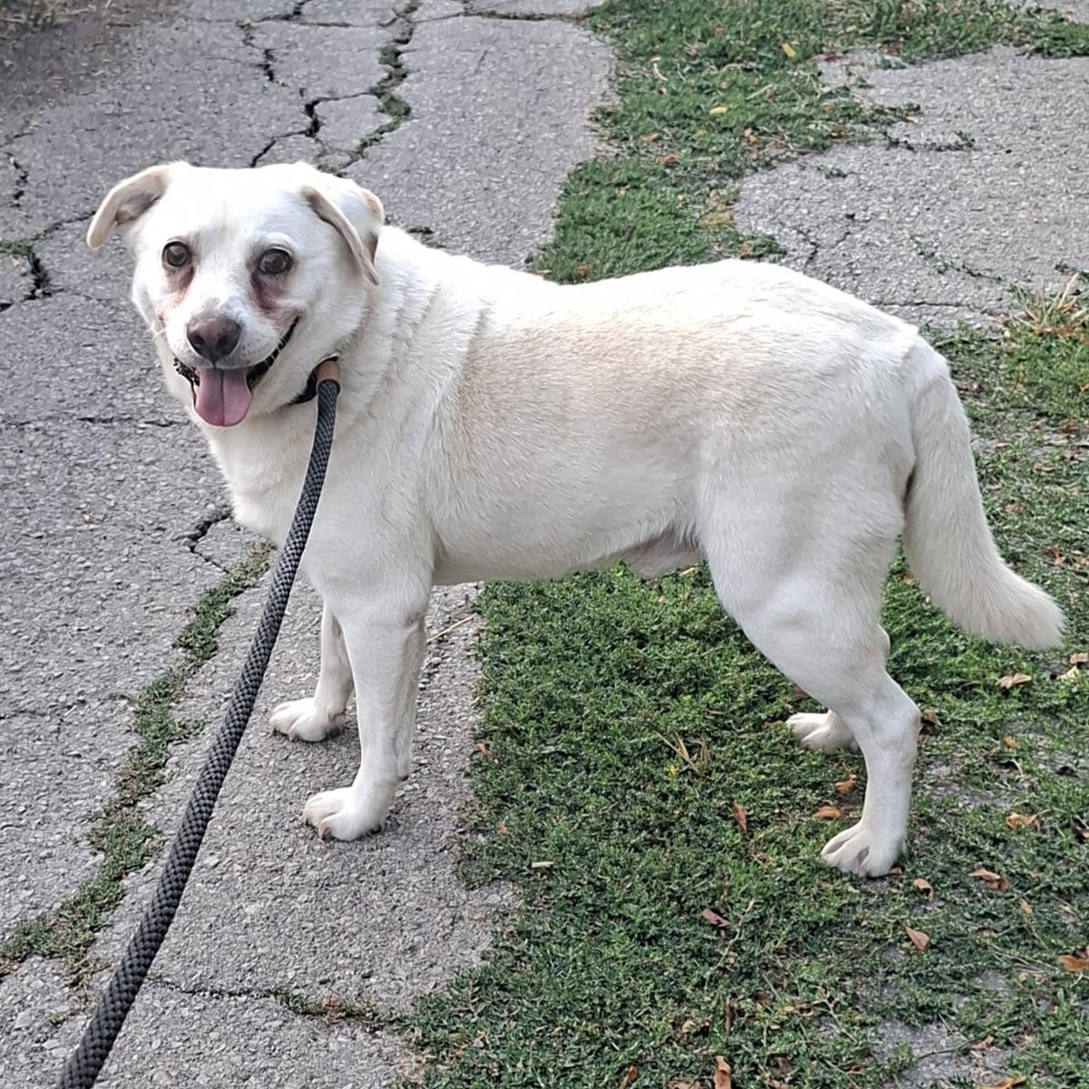 Reggie – Hund Mischling sucht ein Zuhause in Bulgarien