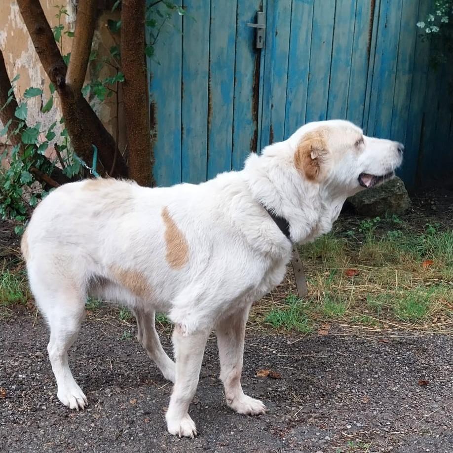Ayla  – Hund Mischling sucht ein Zuhause in Bulgarien