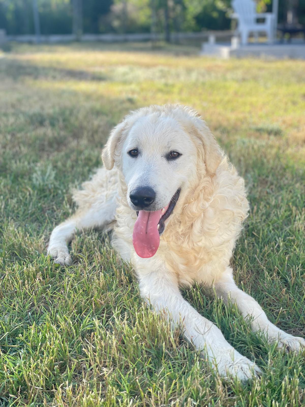 Alicetto  – Hund Maremmen-Abruzzen-Schäferhund sucht ein Zuhause in Italien 