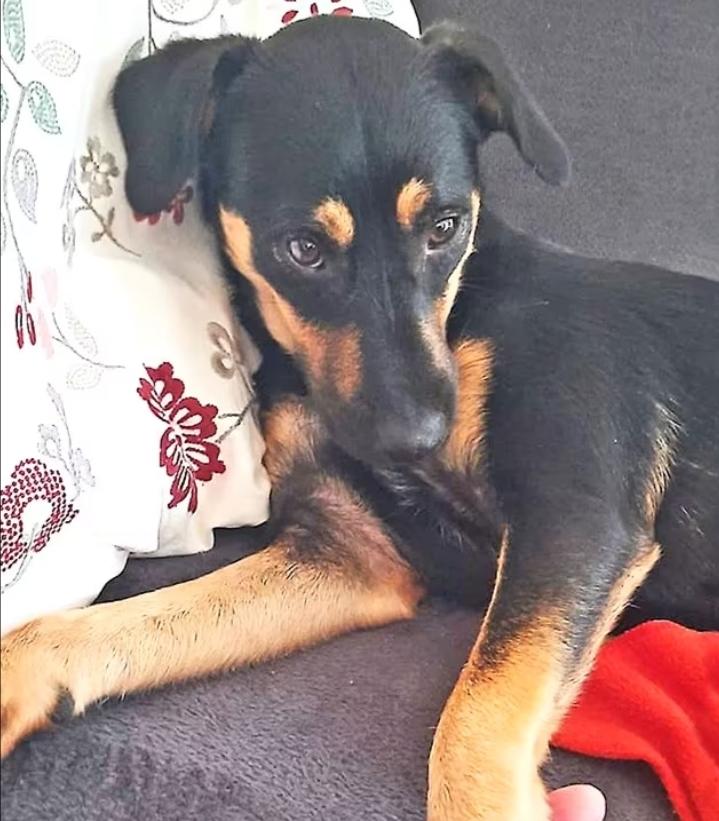 Ortensia kann schon sehr viel!  – Hund Mischling sucht ein Zuhause in Lohmar