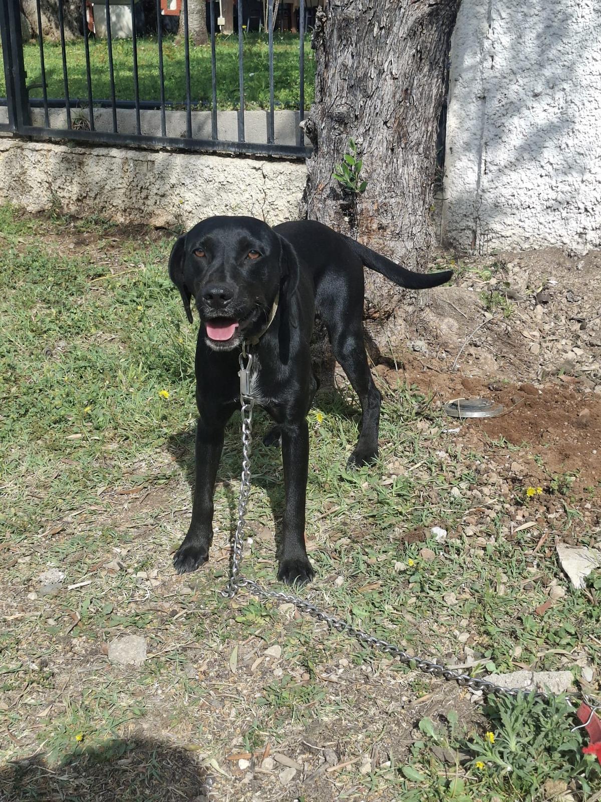 Tommy – Hund Mischling sucht ein Zuhause in Italien 