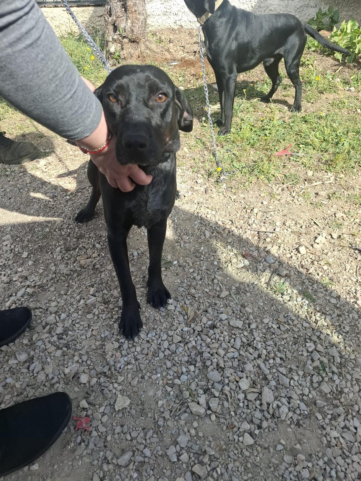 Jerry – Hund Mischling sucht ein Zuhause in Herxheim 