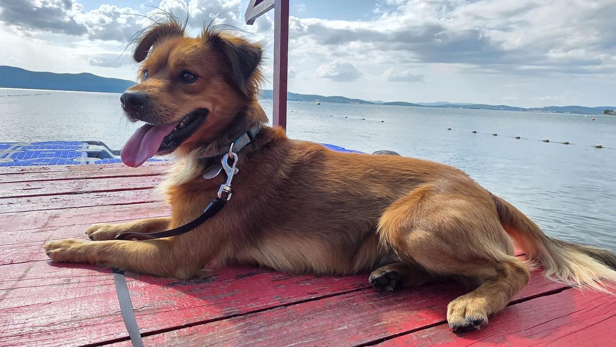 Toffi sucht neues Zuhause  – Hund Volpino Italiano sucht ein Zuhause in Burgstetten 
