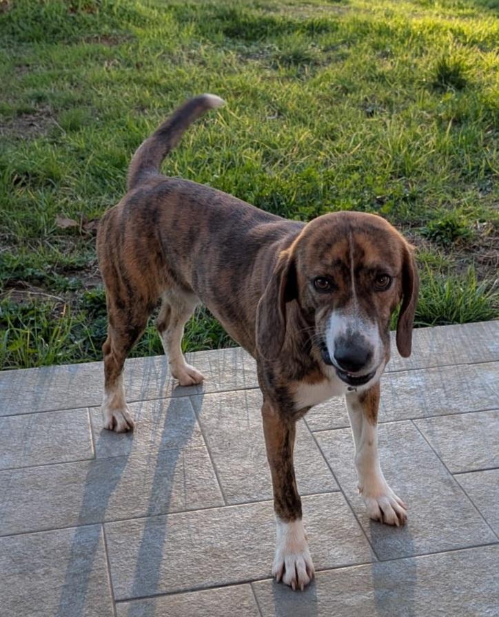 Blue ist ein wahrer "Hingucker"  – Hund Mischling sucht ein Zuhause in Italien 