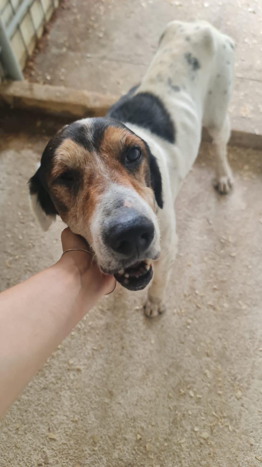 Gustav - Senior sucht Altersruhesitz  – Hund Mischling sucht ein Zuhause in Italien 