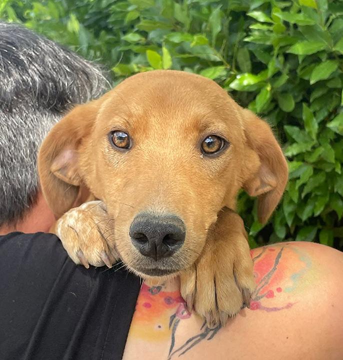 Pepe, Happy-Home gesucht  – Hund Mischling sucht ein Zuhause in Italien 