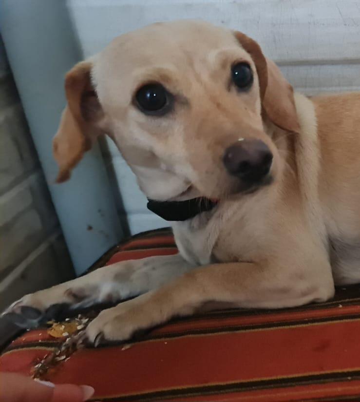 Lucy, sucht Menschen mit Herz  – Hund sucht ein Zuhause in Italien 