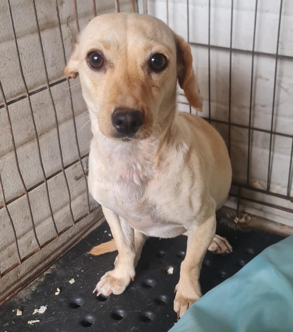 Toni, sucht geduldige Menschen  – Hund Mischling sucht ein Zuhause in Italien 
