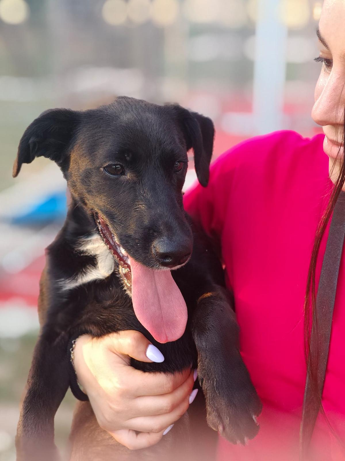 Toto - 1 Herz auf 4 Pfoten  – Hund Mischling sucht ein Zuhause in Italien 