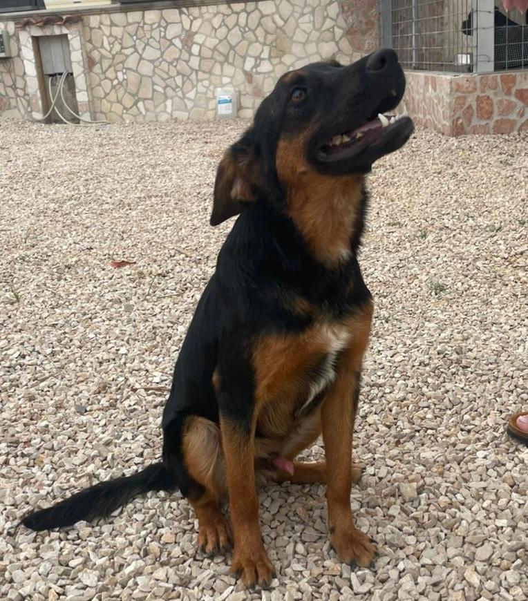 Albert ist ein typischer Anfängerhund  – Hund Mischling sucht ein Zuhause in Italien 
