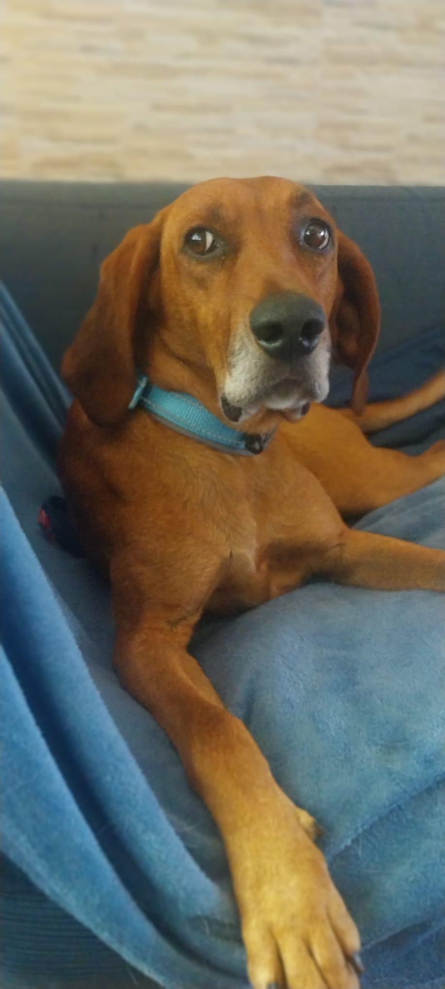 Brando sucht Herzensmensch  – Hund Mischling sucht ein Zuhause in Italien 