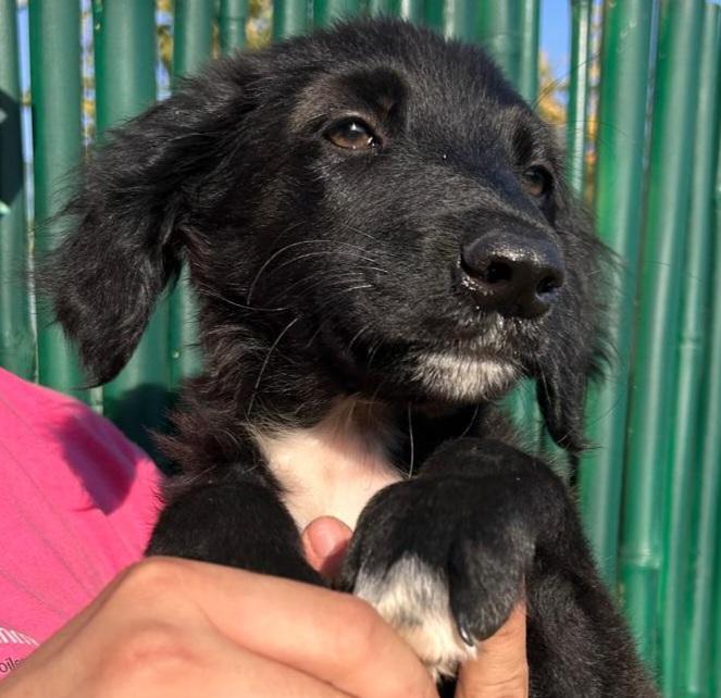 Camus - sucht Happy-Home  – Hund Mischling sucht ein Zuhause in Italien 