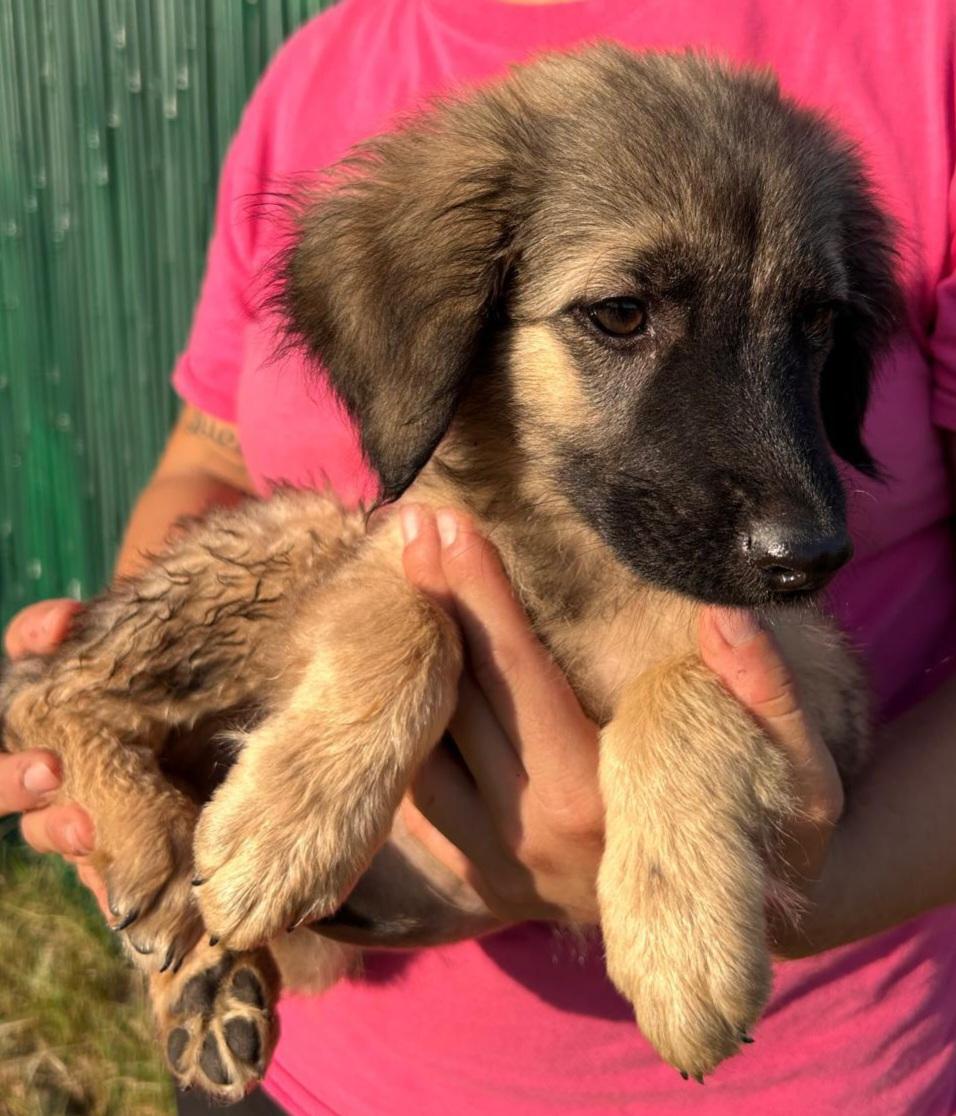 Murna – Hund sucht ein Zuhause in Italien 