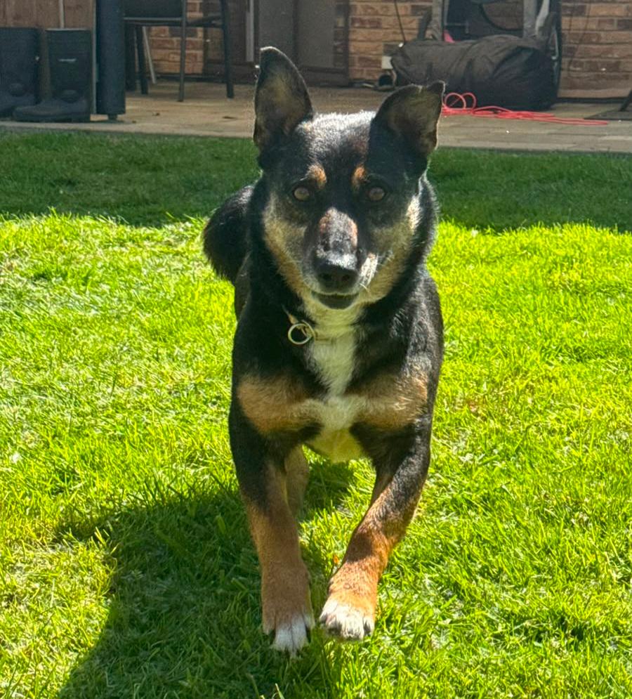 Leroy sucht Happy-Home  – Hund Mischling sucht ein Zuhause in Neunkirchen 