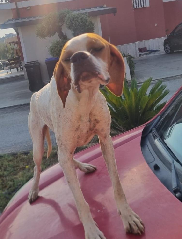 Cleo, sucht liebes Für-immer-Zuhause  – Hund Pointer sucht ein Zuhause in Italien 