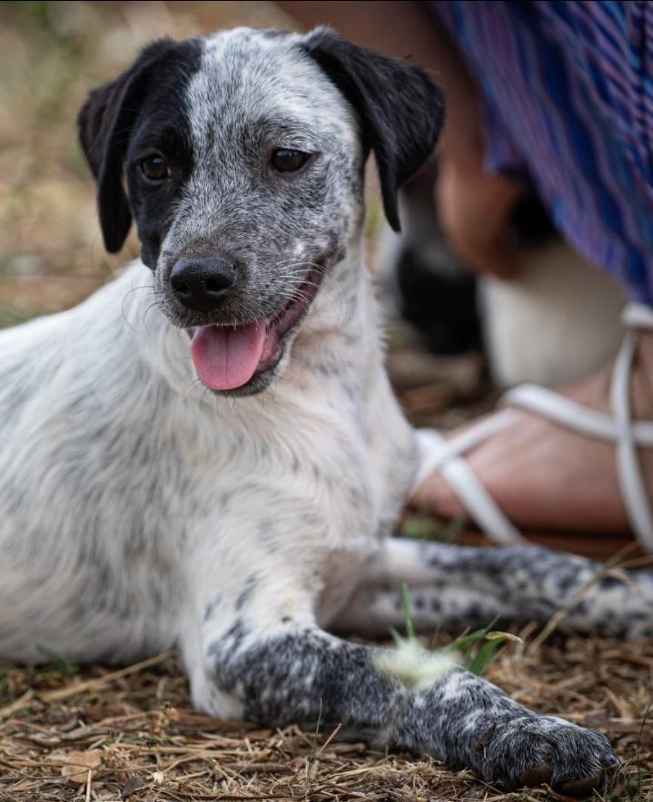 Freddy - Für-immer-Zuhause gesucht  – Hund sucht ein Zuhause in Italien 
