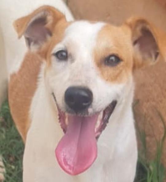 Ayla wünscht sich Sicherheit  – Hund sucht ein Zuhause in Italien 