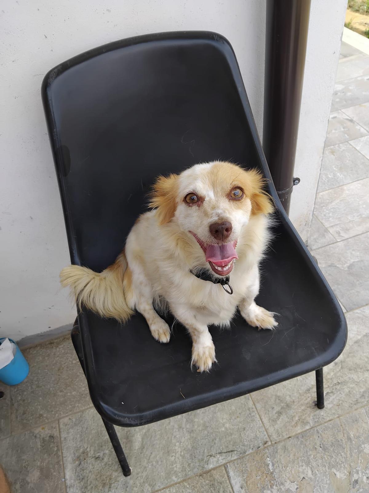 Lucetta, sucht Happy-Home  – Hund Mischling sucht ein Zuhause in Italien 