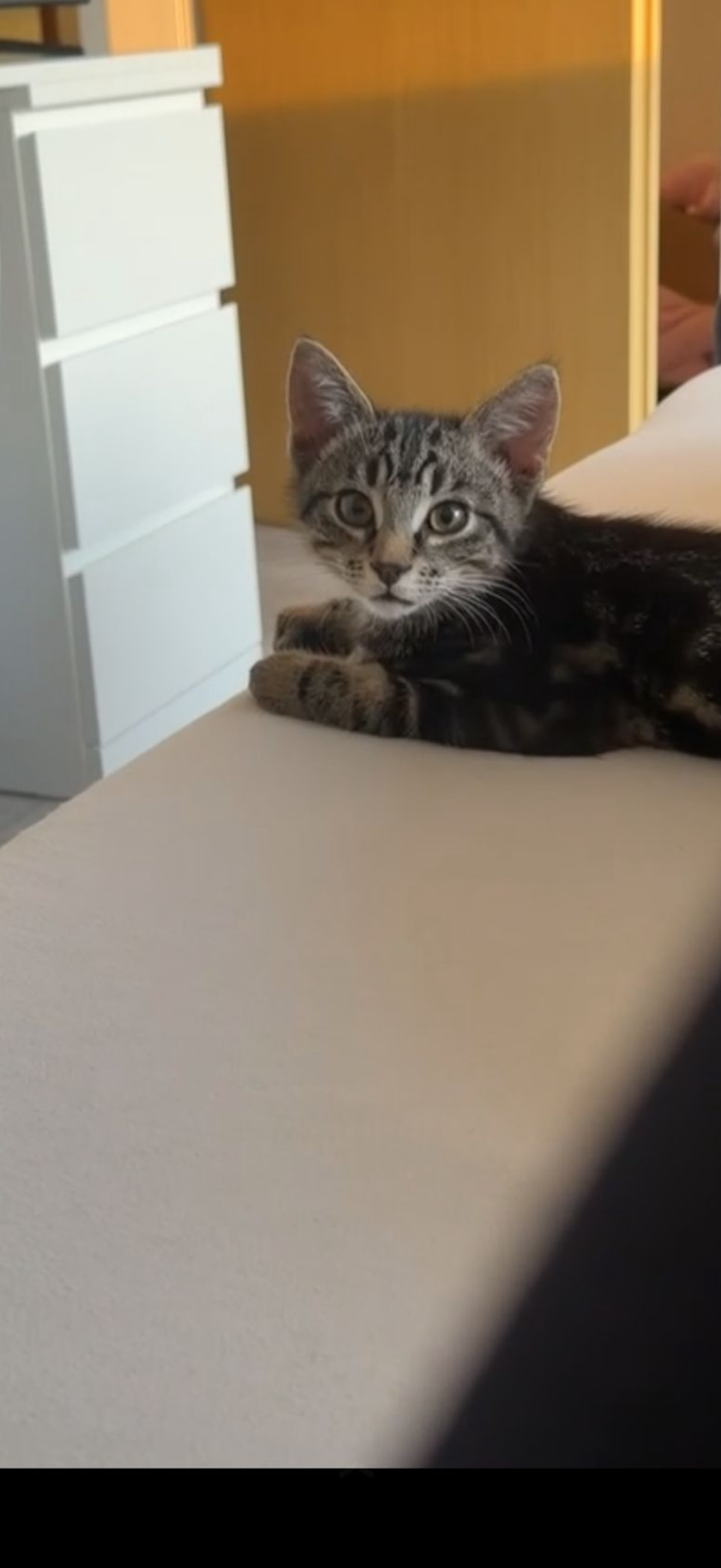 Liebevoller Kater Sucht liebevolles Zuhause  – Katze Britisch Kurzhaar sucht ein Zuhause in Gummersbach