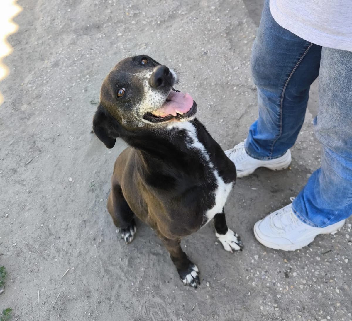 𝗝𝗢𝗟𝗔𝗡 – 𝘄𝗶𝗲 𝗹𝗮𝗻𝗴𝗲 𝗺𝘂𝘀𝘀𝘁 𝗱𝘂 𝗻𝗼𝗰𝗵 𝘄𝗮𝗿𝘁𝗲𝗻? – Hund Mischling sucht ein Zuhause in Barcs