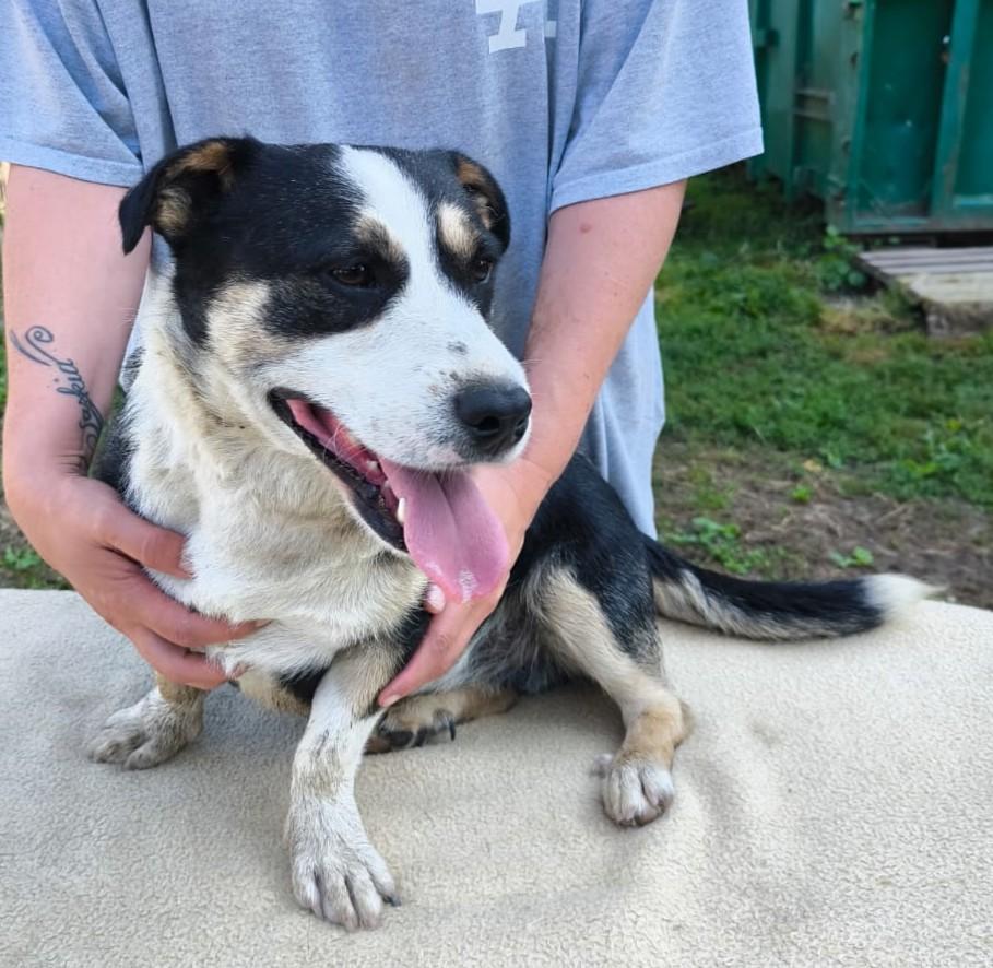 Norbi - kleine Frohnatur sucht seine Menschen – Hund Mischling sucht ein Zuhause in Barcs
