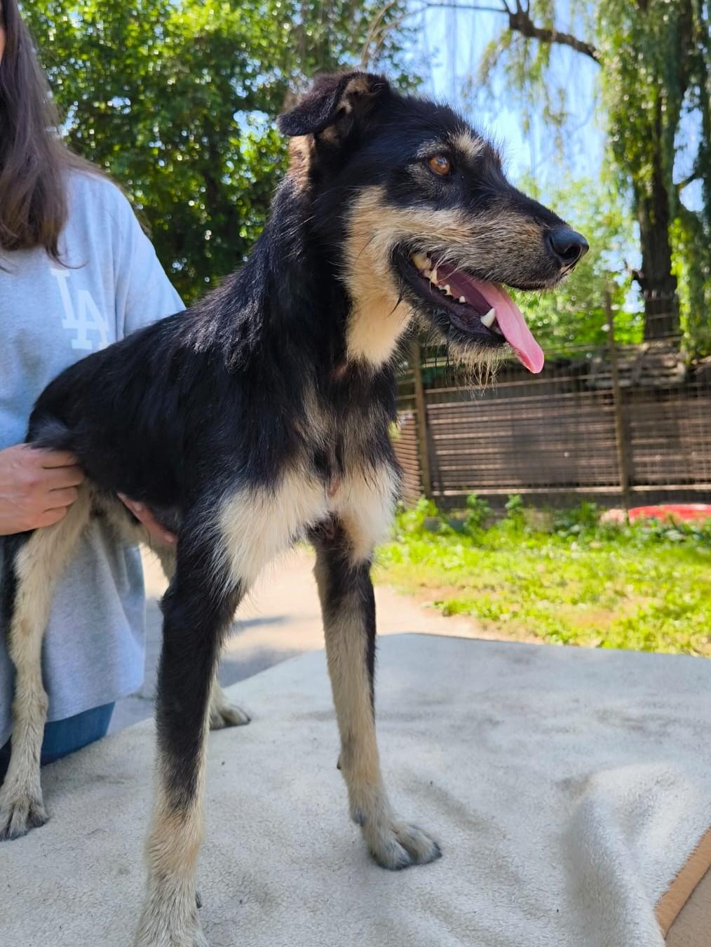 Jokey - verschmuster Bub sucht liebevolles Zuhause – Hund Mischling sucht ein Zuhause in Barcs