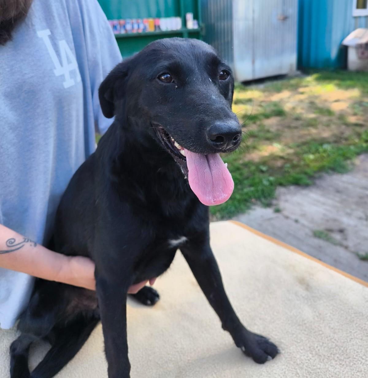 Kormi - freundliche Lady sucht liebevolles Zuhause – Hund Mischling sucht ein Zuhause in Barcs