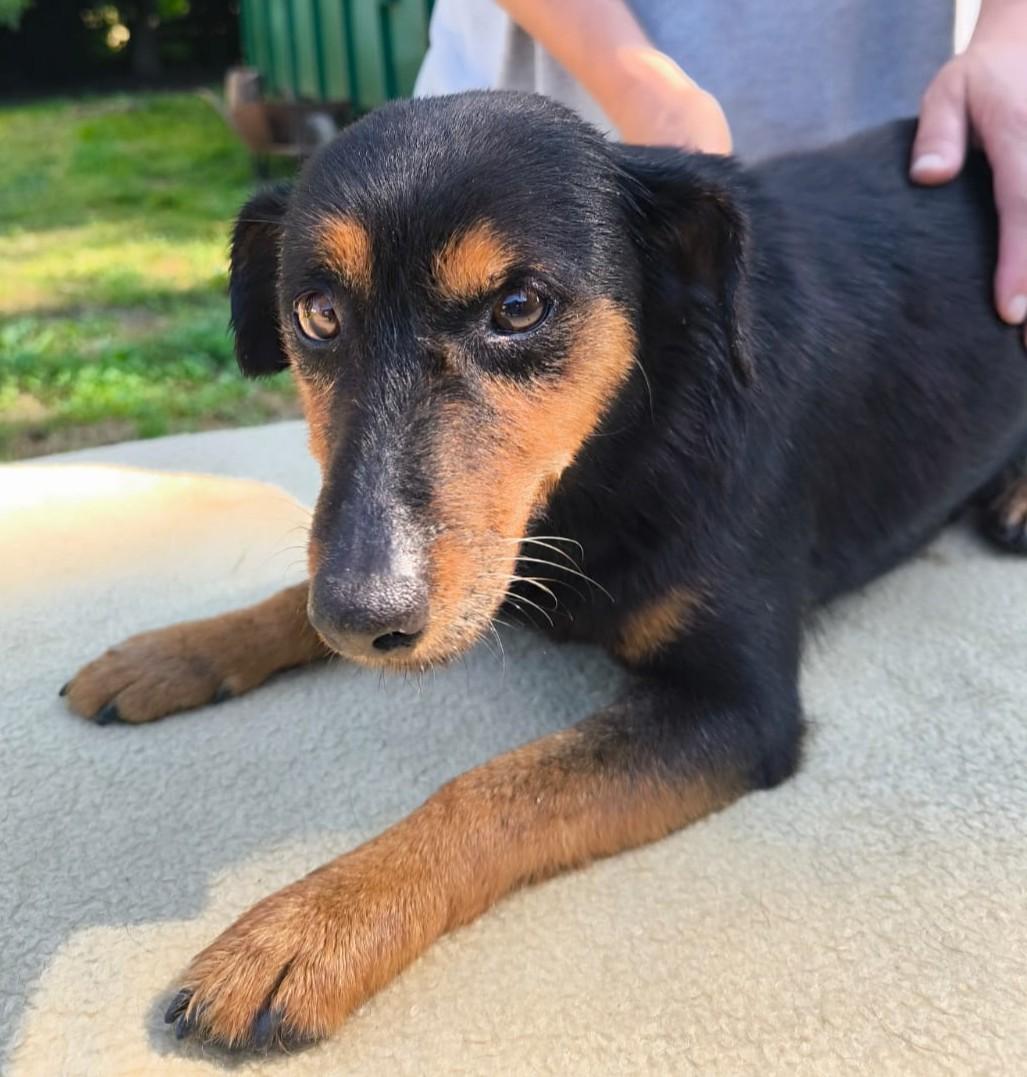 Dagobert - ruhiger Bub sucht seine Menschen – Hund Terrier-Mix sucht ein Zuhause in Barcs
