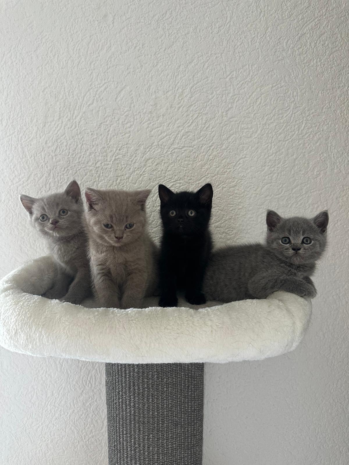 Wunderschöne BKH / Britisch Kurzhaar Kitten aus edler Abstammung suchen ein Zuhause – Katze Britisch Kurzhaar sucht ein Zuhause in Raunheim