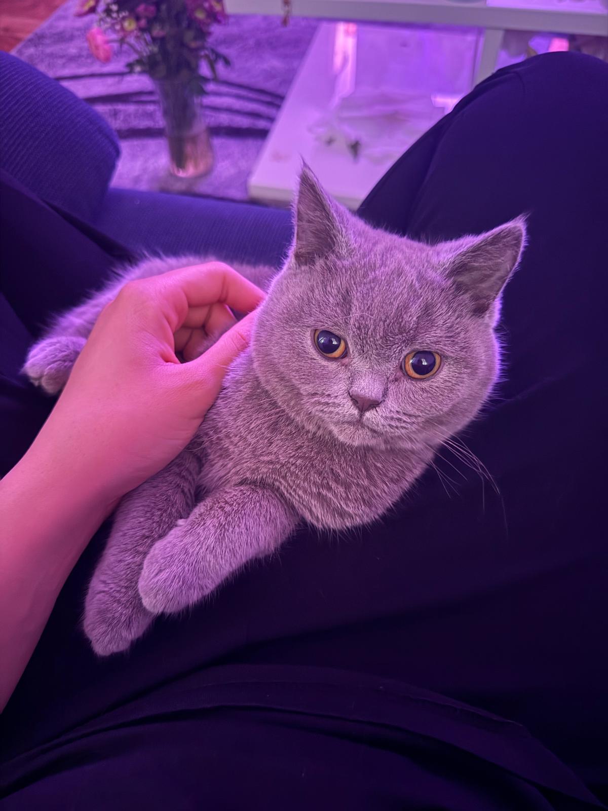 Reinrassiger BKH kitten  – Katze sucht ein Zuhause in Homberg Efze