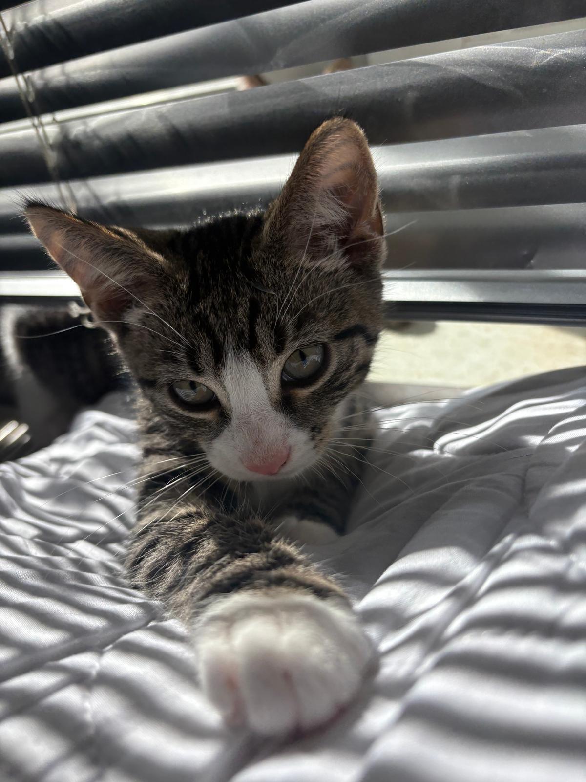 Liebevoll aufgezogene Kitten suchen ihr Für-immer-Zuhause ❤️ – Katze sucht ein Zuhause in Altena