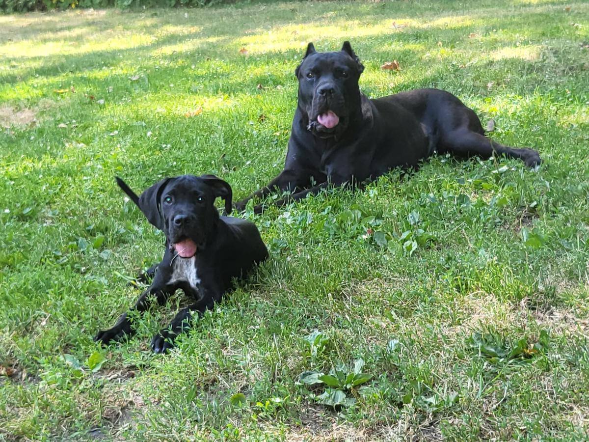 Cane Corso Rüde Balu – 4 Monate – mit Papieren & Zubehör – Hund Cane Corso sucht ein Zuhause in Gelsenkirchen