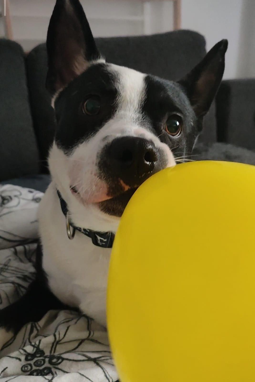 Joker sucht ein zu Hause mit Herz – Hund Mischling sucht ein Zuhause in Lübeck