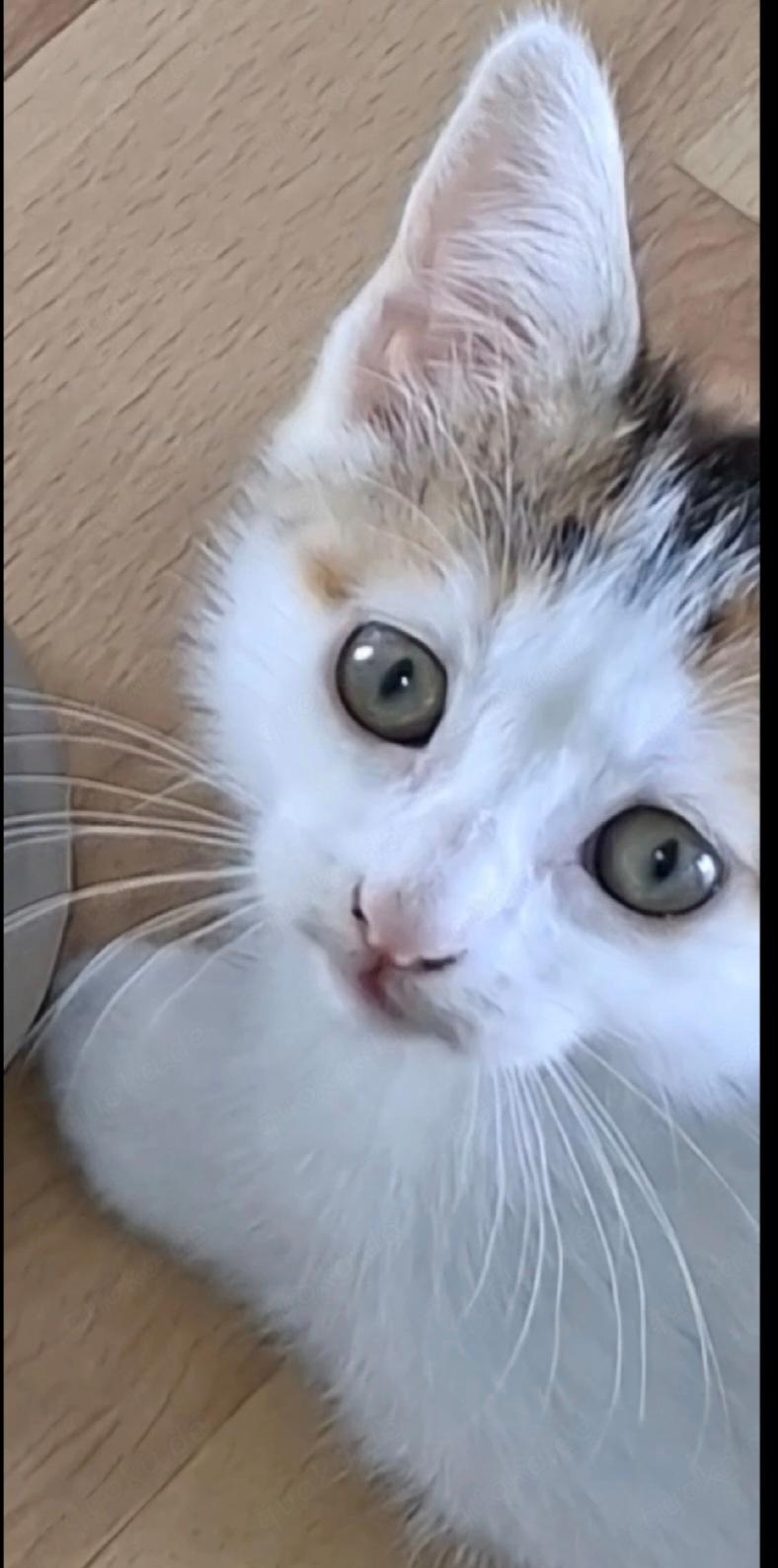 weiblichen Kitten in wunderschönen Farben suchen ein liebevolles und dauerhaftes Zuhause.  – Katze sucht ein Zuhause in Mönchengladbach 