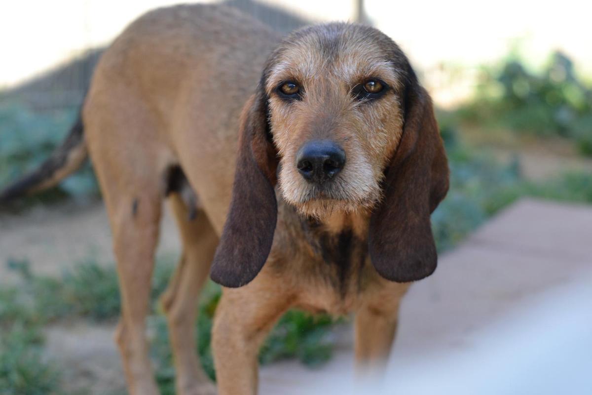  Bella - wer schenkt der schüchternen Hündin ein Zuhause – Hund Mischling sucht ein Zuhause in Sardinien