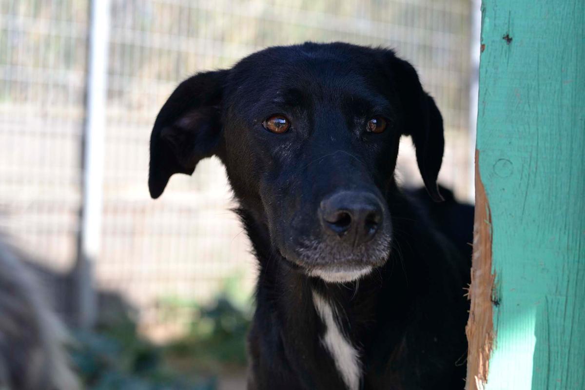 Daphne- Sonnenschein auf vier Pfoten sucht ihr Körbchen  – Hund Mischling sucht ein Zuhause in Sardinien