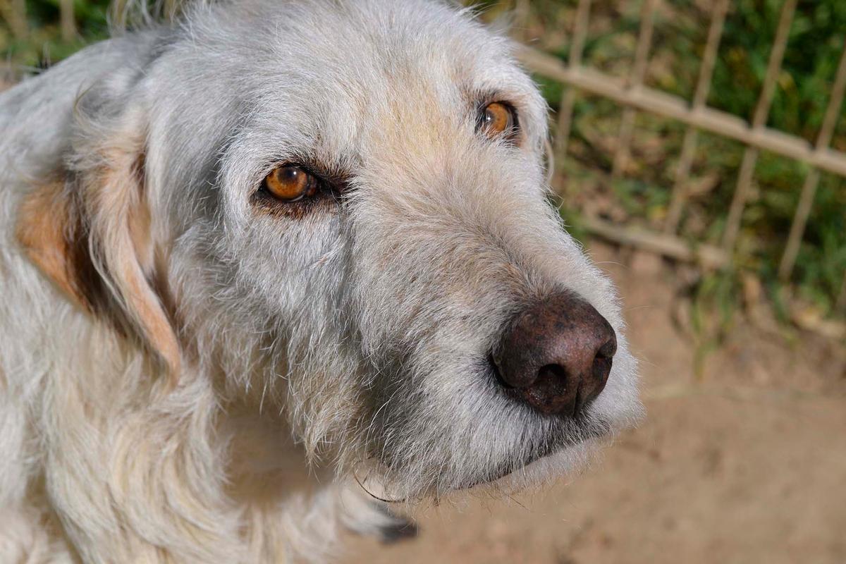 Falala   -  eine tolle Hundemama sucht ihr Körbchen – Hund Mischling sucht ein Zuhause in Sardinien