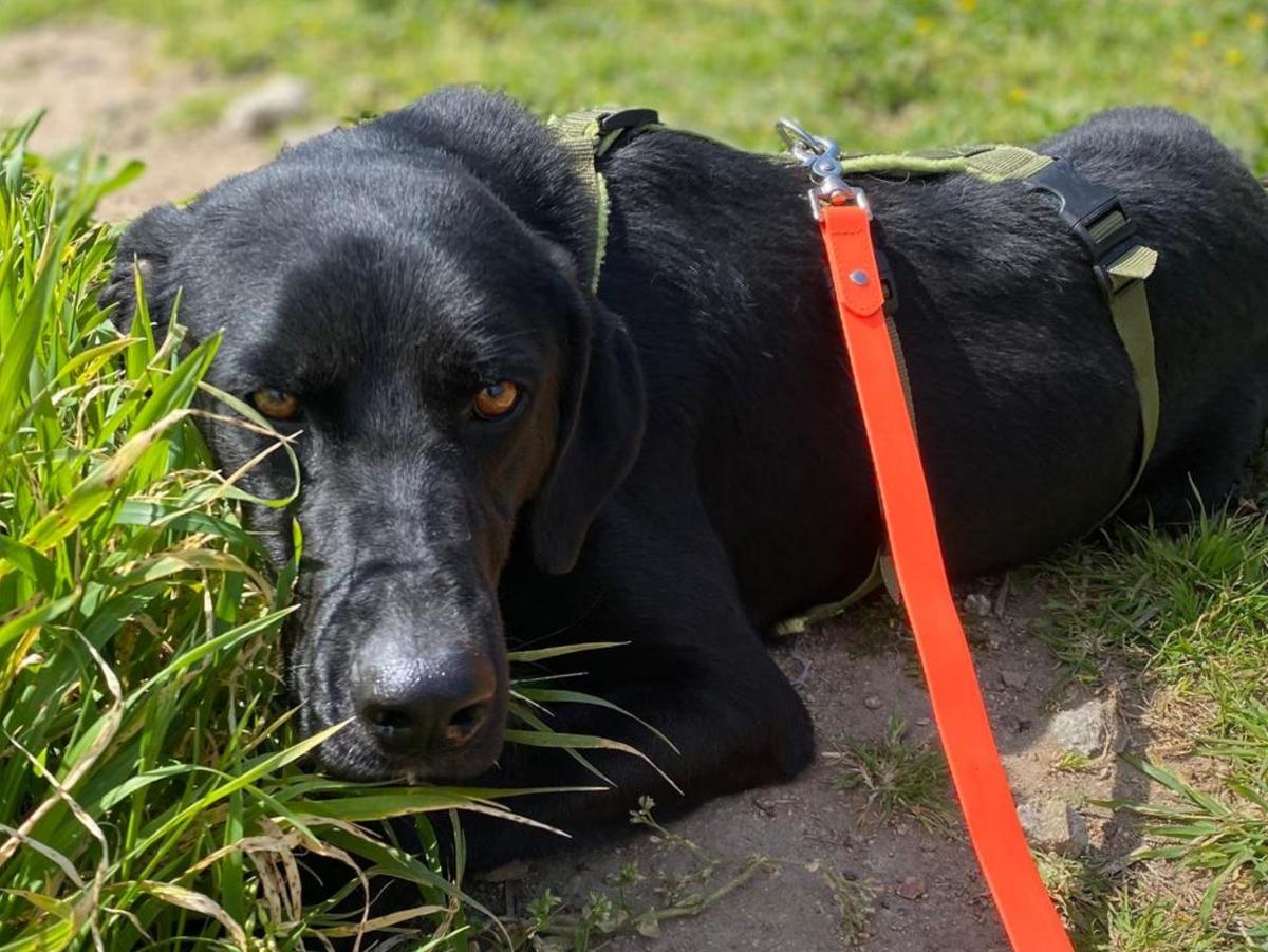 Furio - liebenswerter Rüde sucht Familie – Hund Mischling sucht ein Zuhause in Sardinien